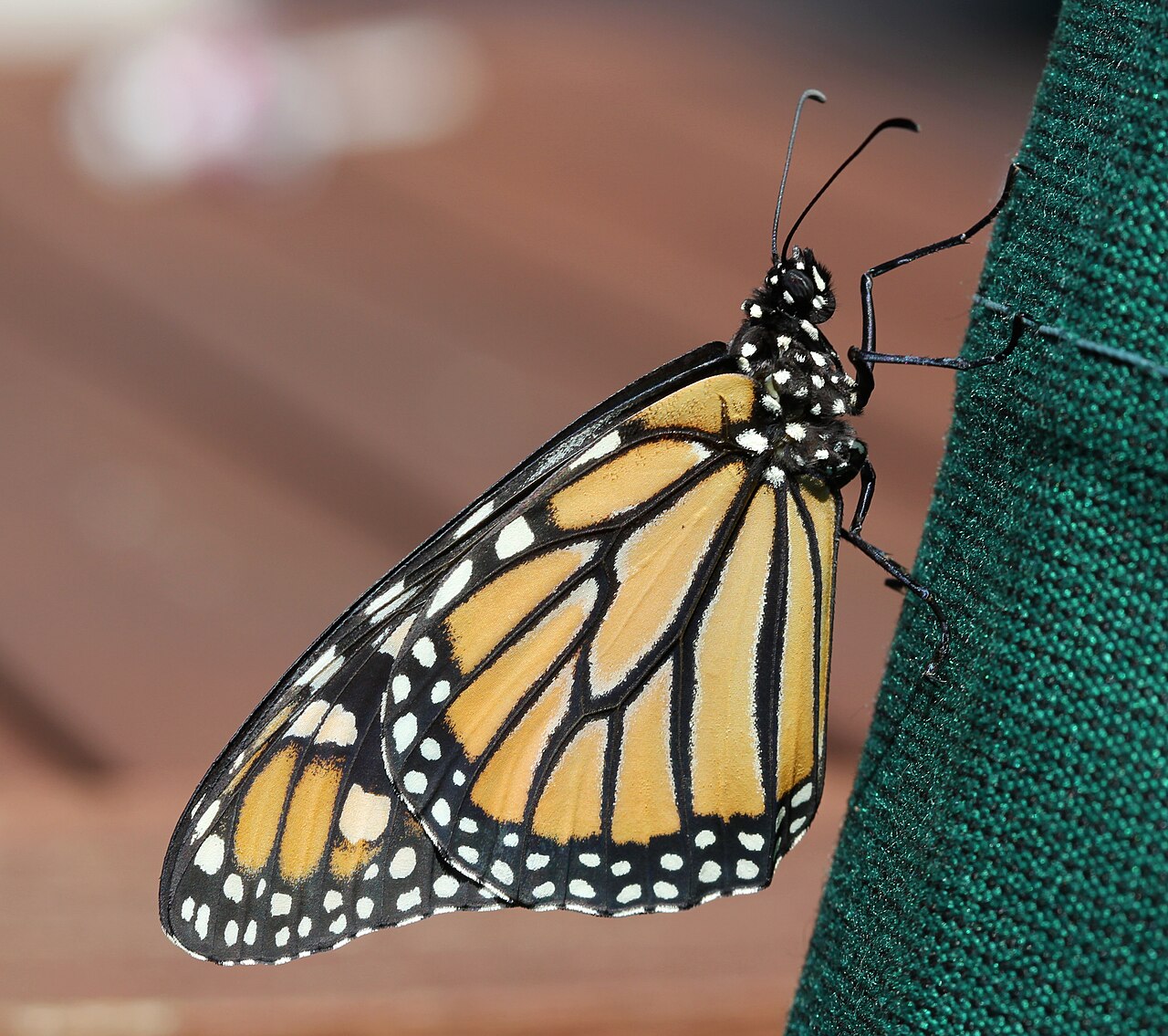 Viceroy vs Monarch: Telling the Mimics Apart
