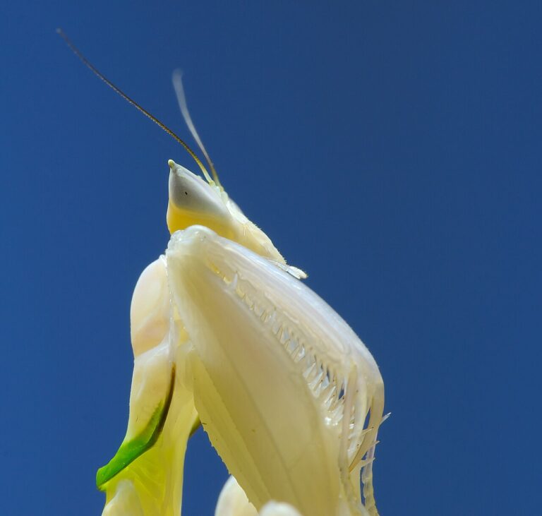 Orchid Mantis: Facts, Care, Size, and the Camouflage Myth