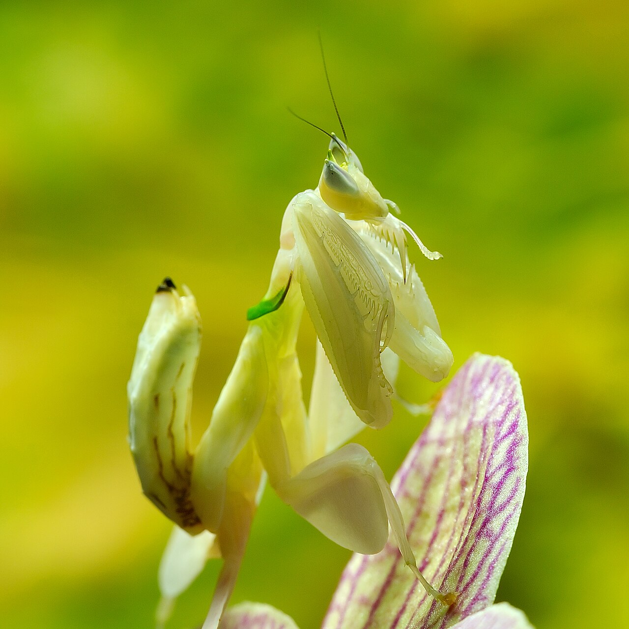 Life Cycle: From Ant Mimic to Flower