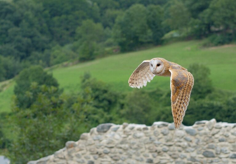Owl Sounds: How to Identify 8 Common Owl Calls