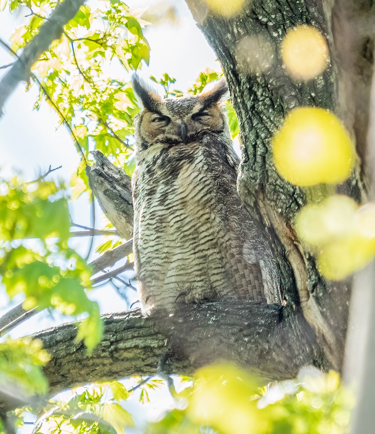Who Cooks for You: Barred Owl