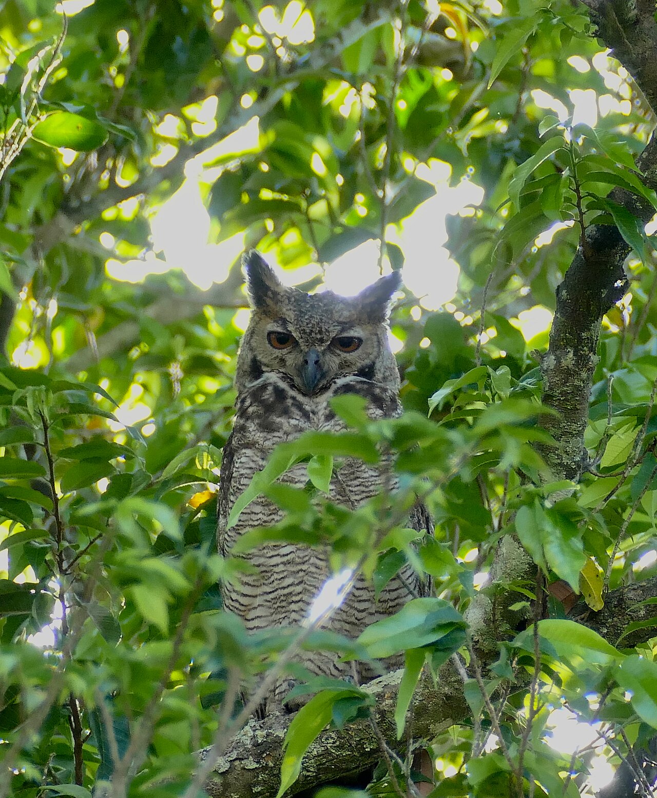 The Whinny and Trill: Eastern Screech-Owl
