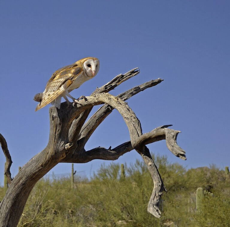 Owl Tattoo Meaning: Wisdom, Death, and Cultural Traditions