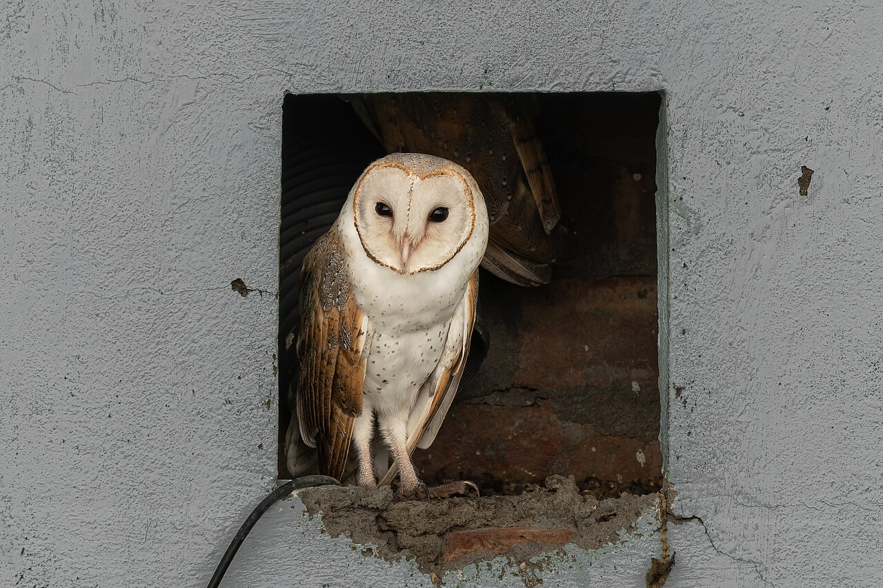 The Real Biology Behind the Owl's Wisdom Reputation