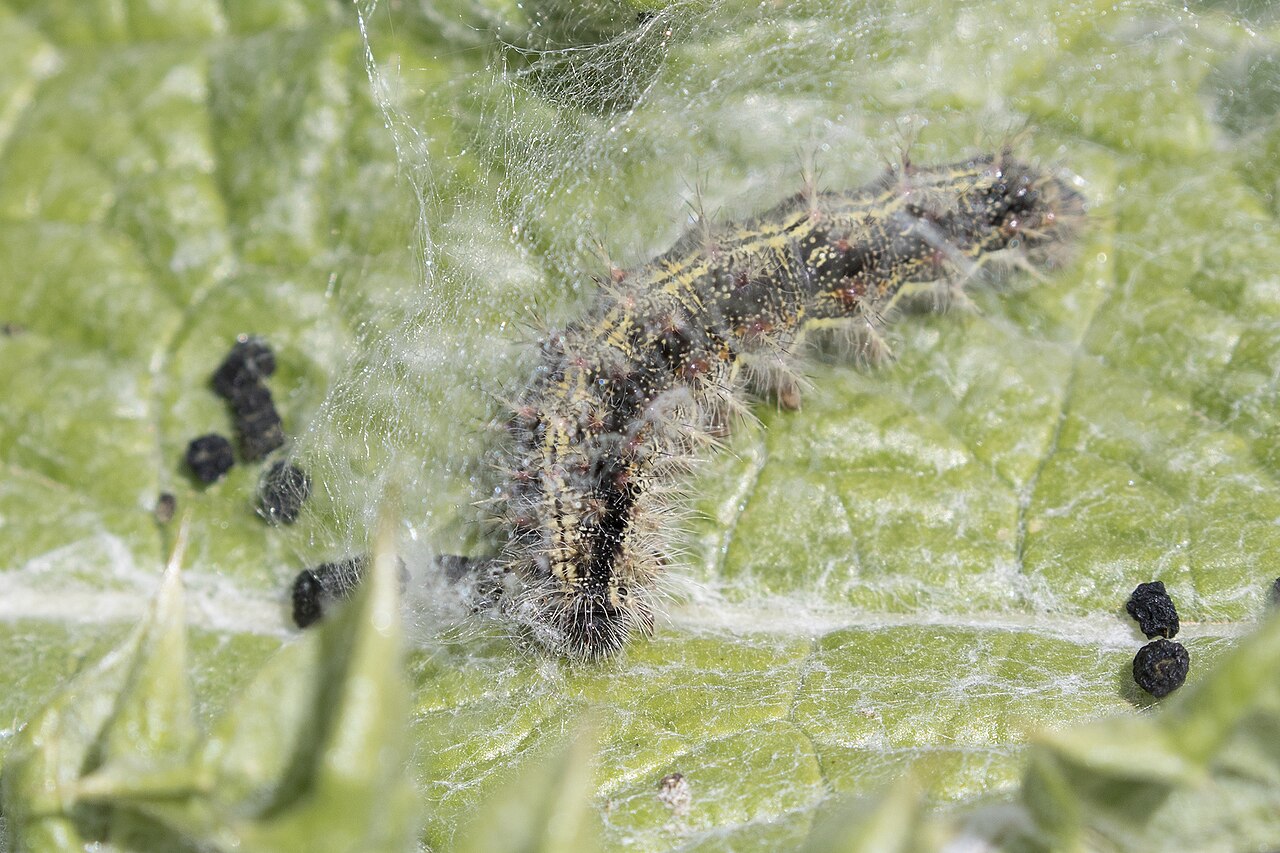 Painted lady caterpillar, spiny and dark with a yellow side stripe
