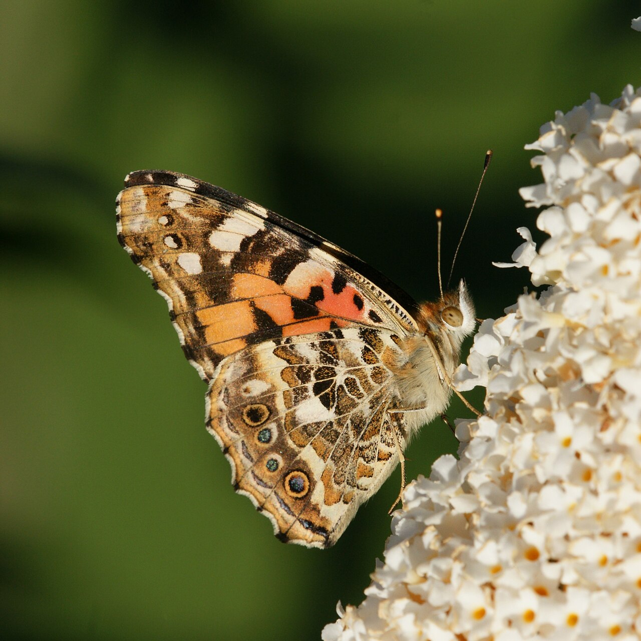 Painted Lady Butterfly: Identification, Life Cycle, and Migration