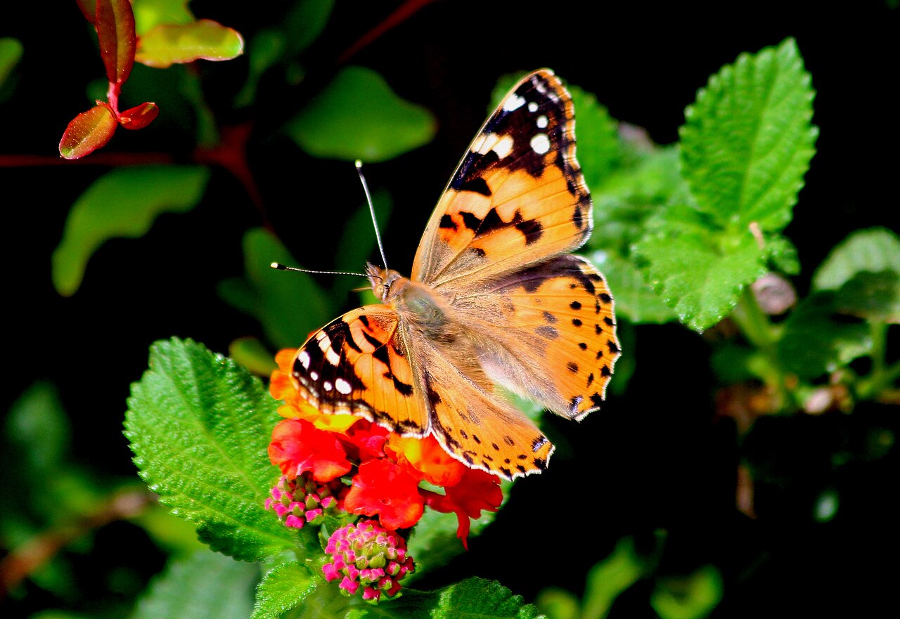 Painted Lady vs American Lady: The Two-Eyespot Trick