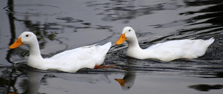 Pekin Duck: Keeping the Classic White Farm Duck