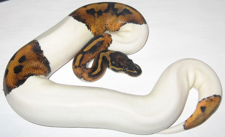 Pied Ball Python: Genetics, Price, and Care