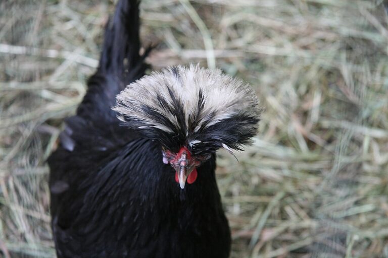 Polish Chicken: Crest Care, Varieties, and Real Drawbacks