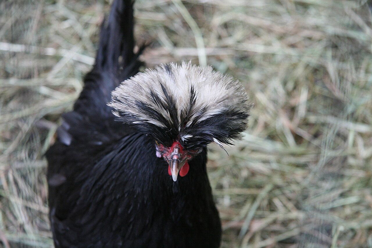 Polish Chicken: Crest Care, Varieties, and Real Drawbacks