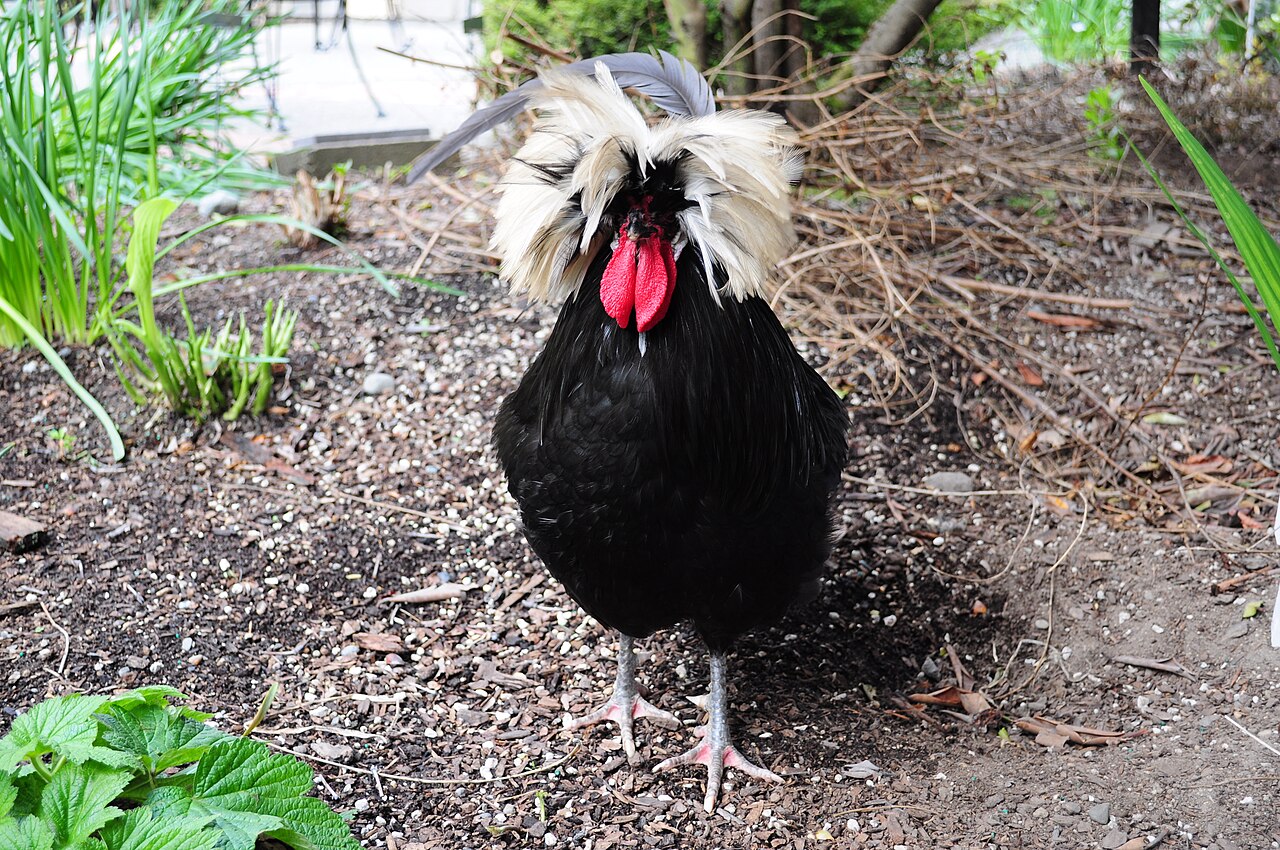 Temperament and Flock Dynamics