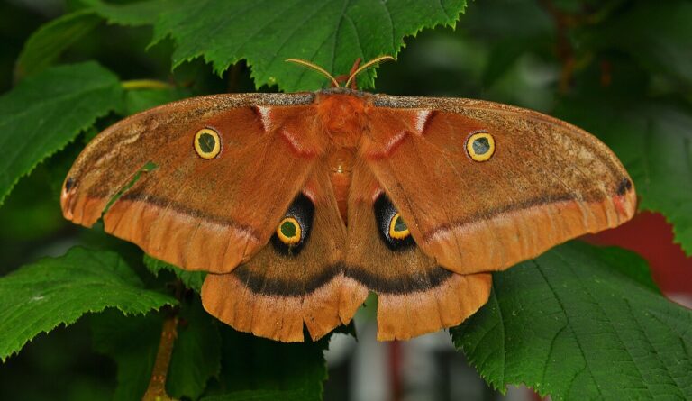 Polyphemus Moth: Identification, Caterpillar, and Cocoon