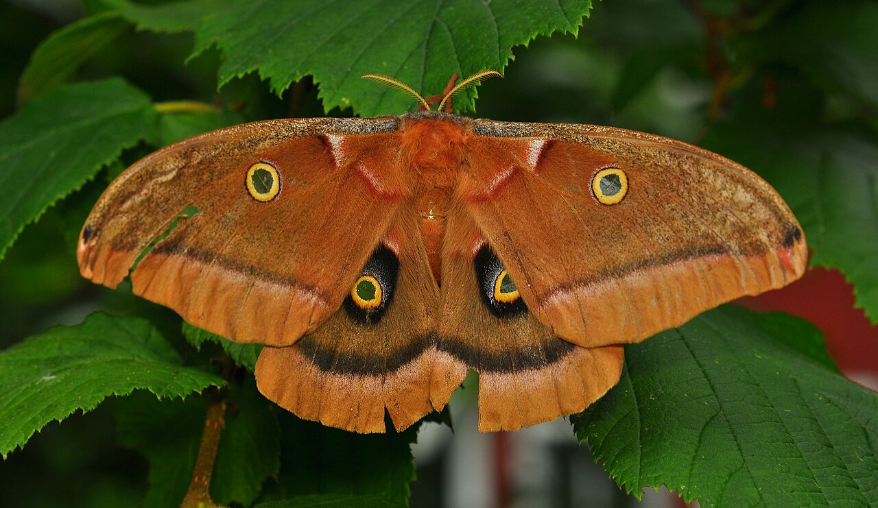 Polyphemus Moth: Identification, Caterpillar, and Cocoon