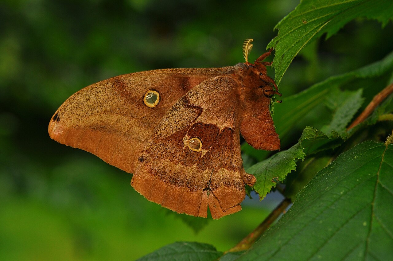 How to Identify a Polyphemus Moth