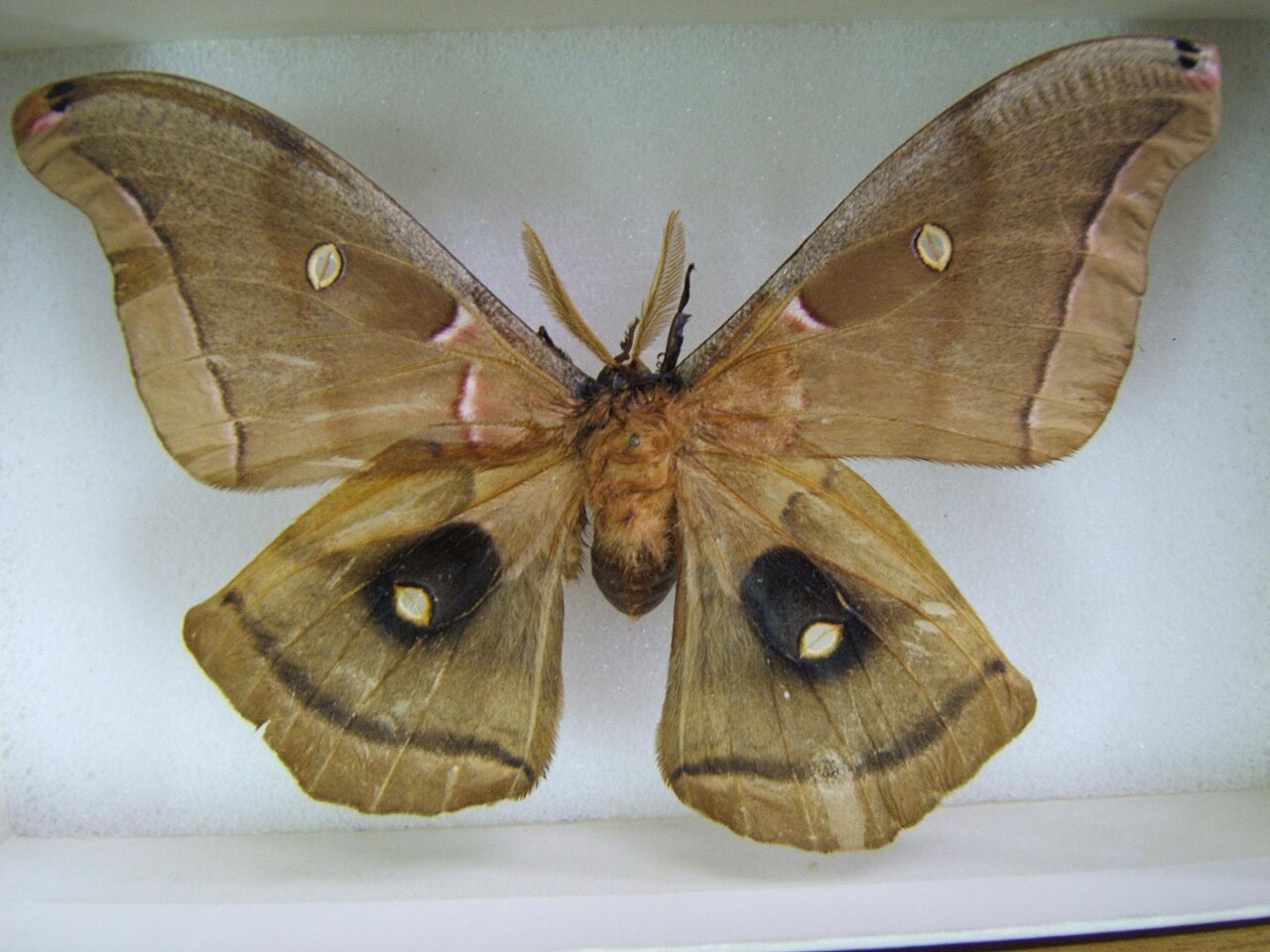 Male vs Female Polyphemus Moth