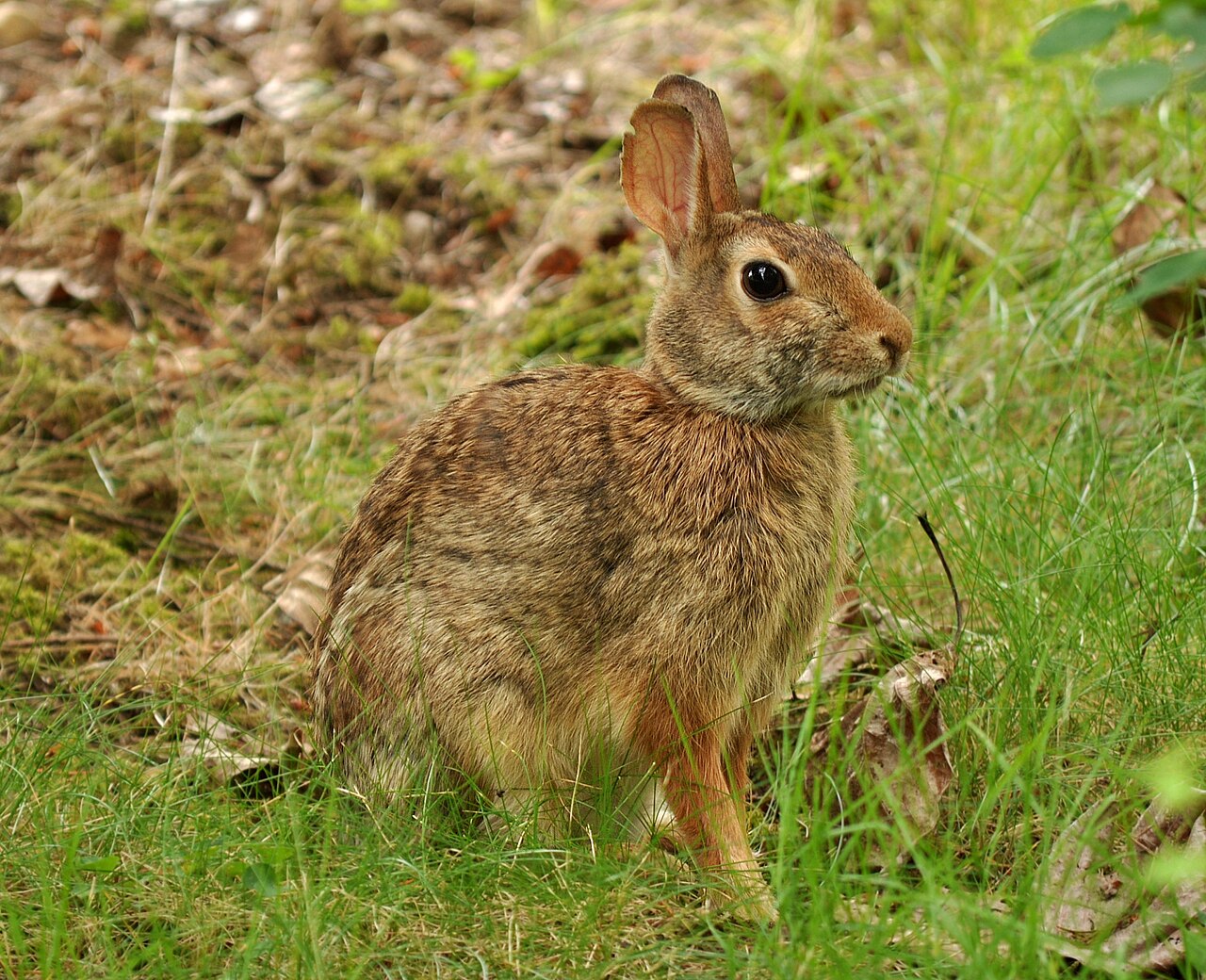 Rabbit Poop: Identification, Safety, and the Fertilizer Bonus
