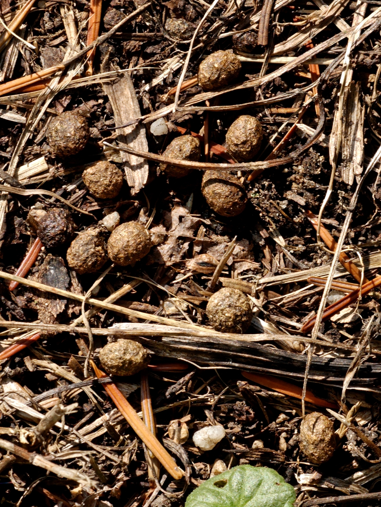 The Two-Poop System (and Why You Only Find One)