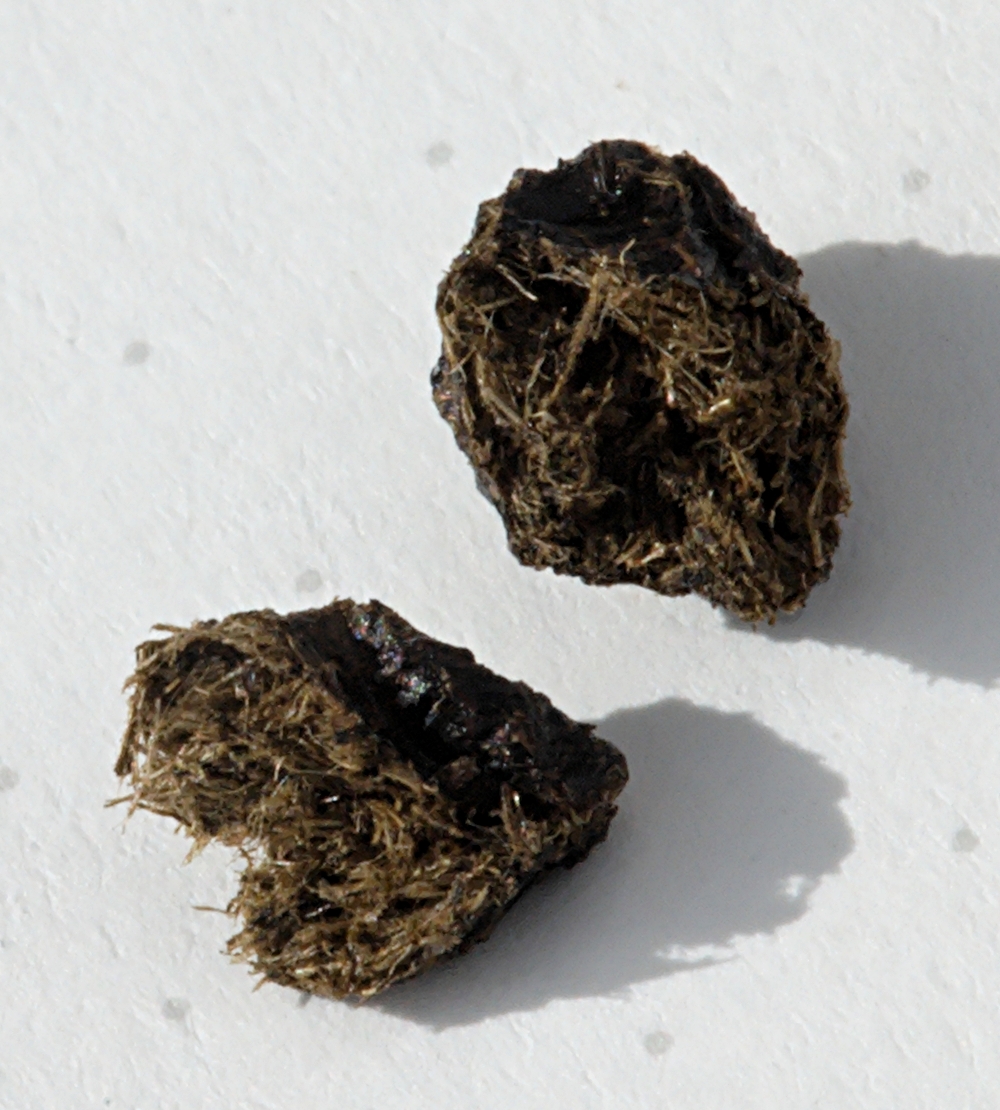 Rabbit Poop vs Deer Poop