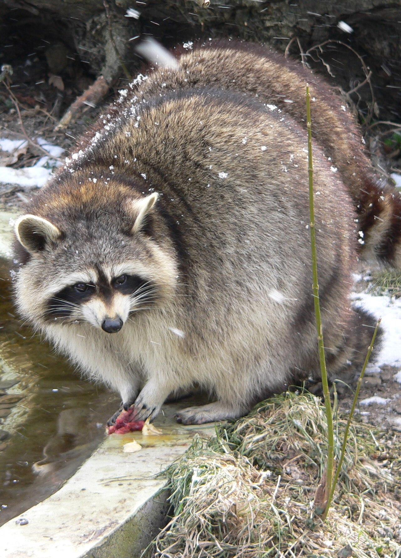Raccoon Poop: Identification, Latrines, and the Roundworm Risk