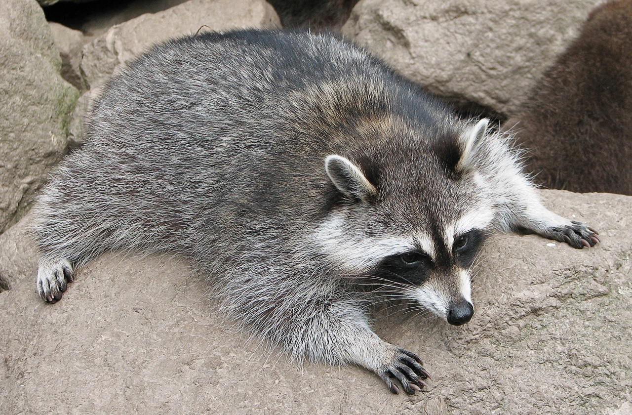 Health Risk: Raccoon Roundworm