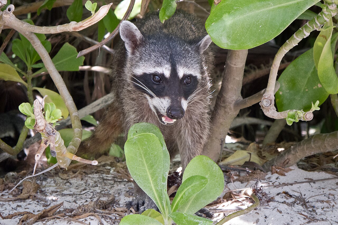 Safe Cleanup of Raccoon Latrines