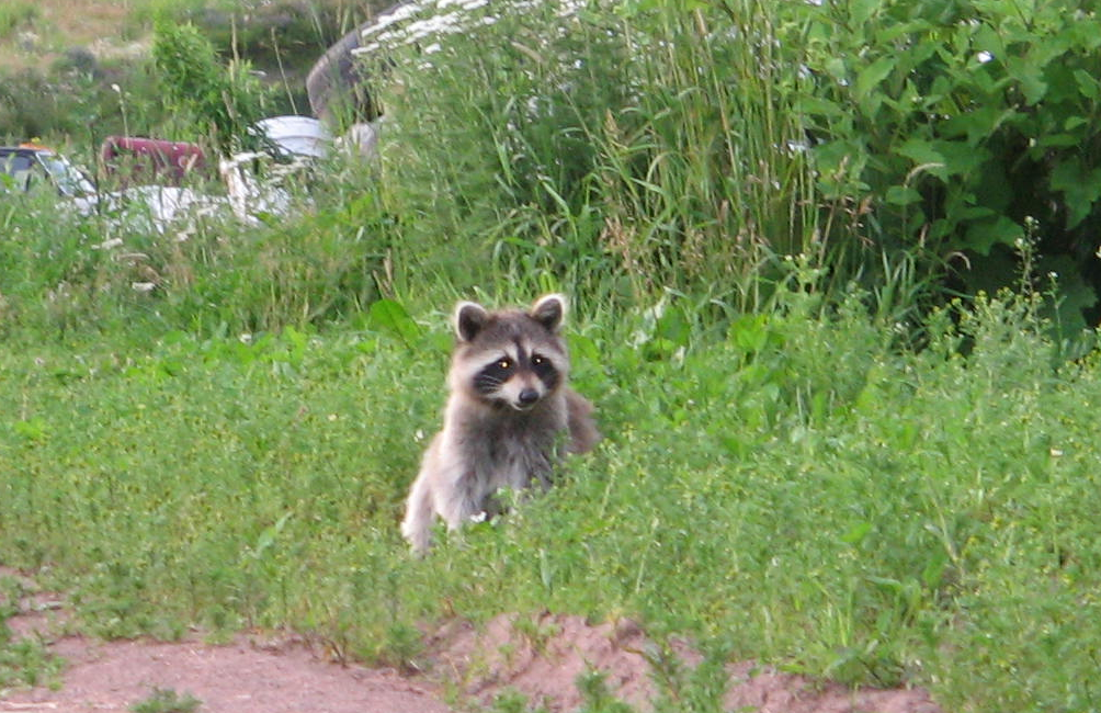 Growls, Hisses, and the Warning Ladder
