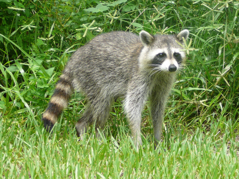 Raccoon vs Possum Poop: Shape, Roundworm Risk, and Cleanup