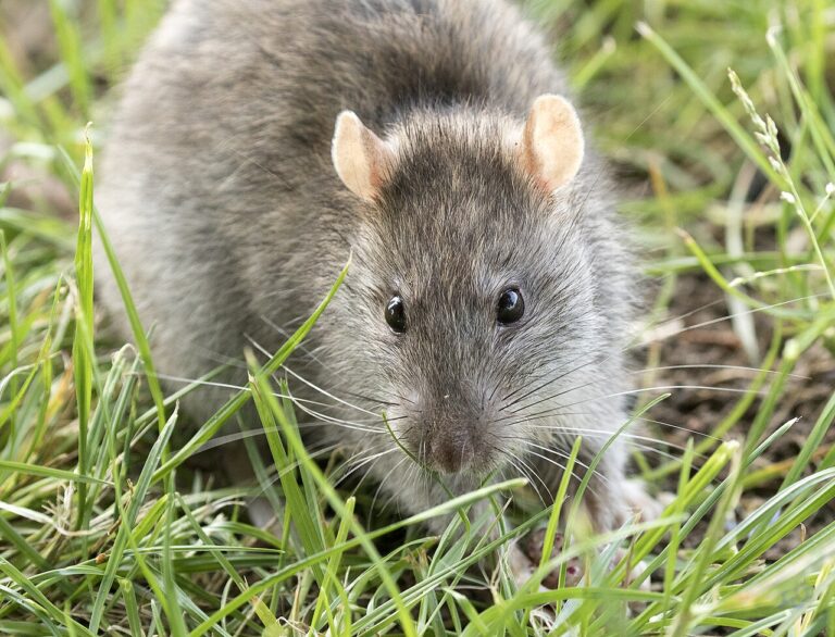 Rat Poop: Identification, Health Risks, and Safe Cleanup