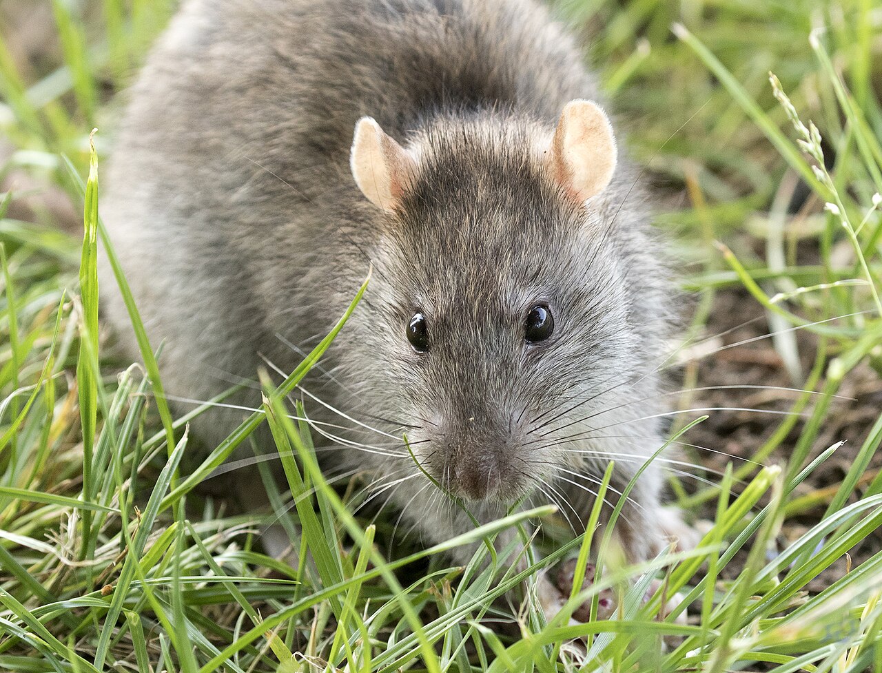 Rat Poop: Identification, Health Risks, and Safe Cleanup