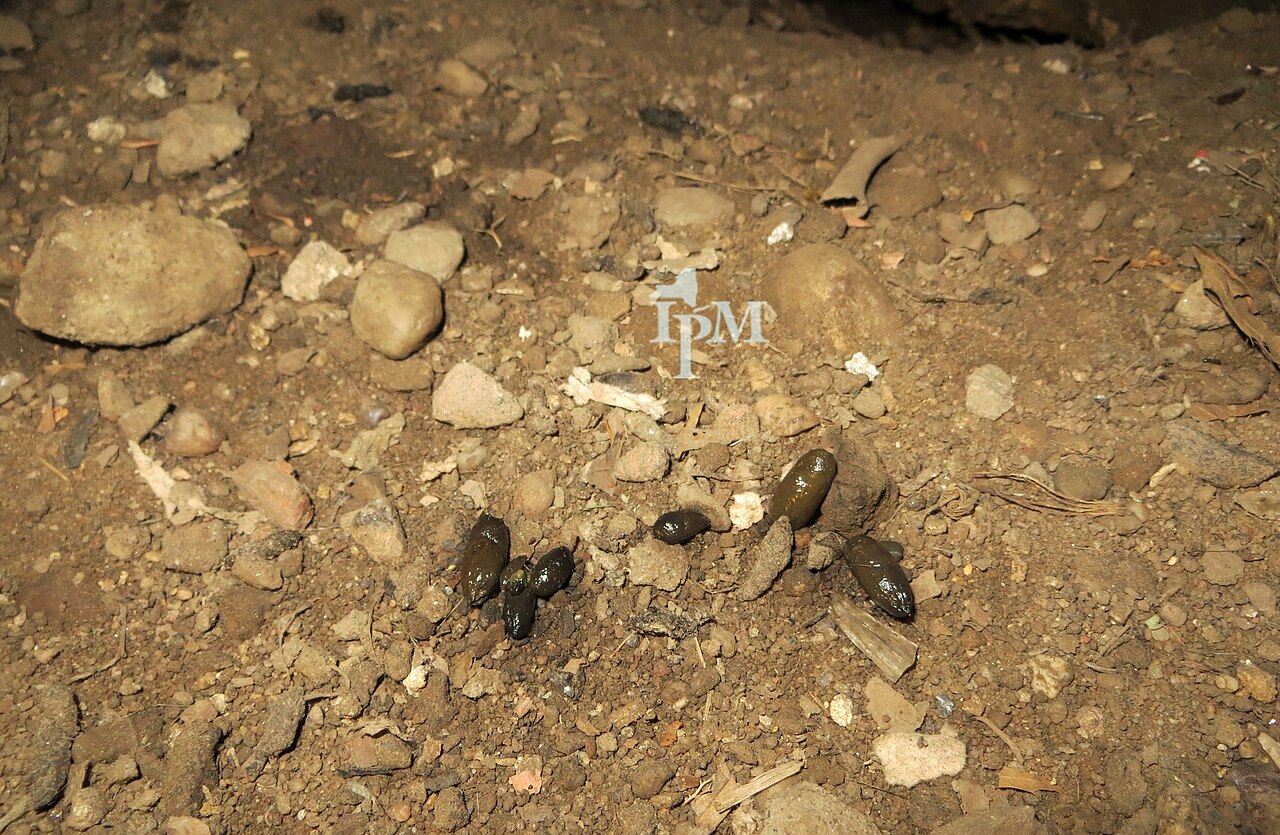 Quantity and Where Rats Leave Droppings