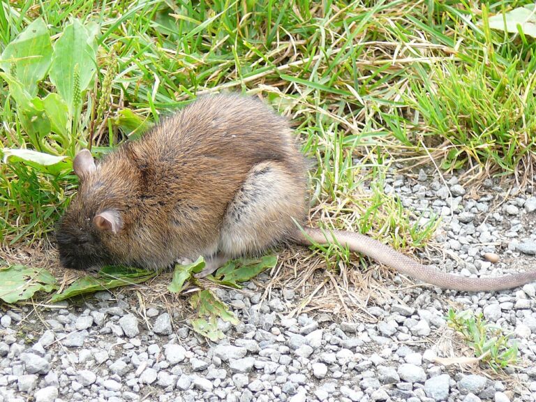 Rat Sounds: What Scratching and Squeaking in Walls Means