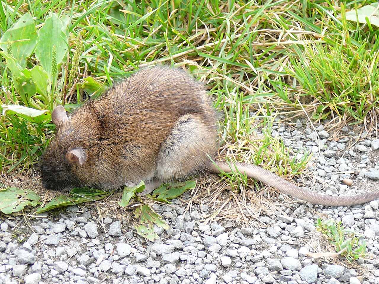 Rat Sounds: What Scratching and Squeaking in Walls Means