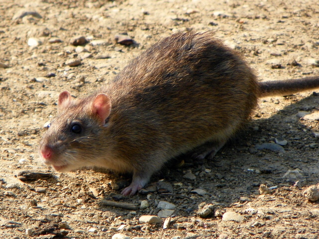 Bruxing and Boggling: The Happy Rat Repertoire