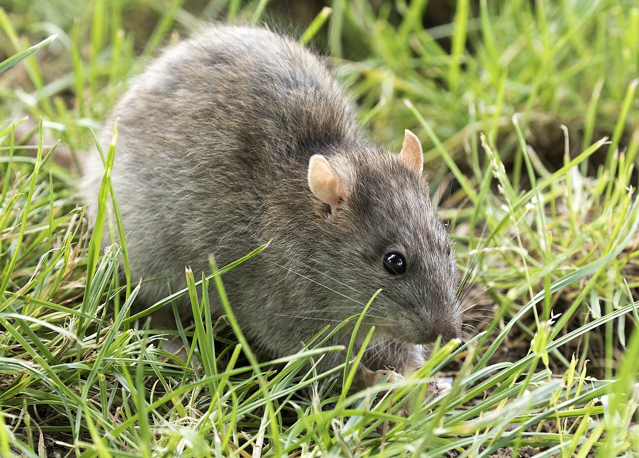 Do Ultrasonic Rat Repellents Work?