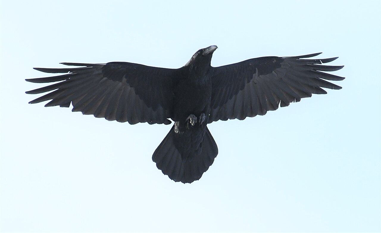Common raven in flight showing the wedge-shaped tail