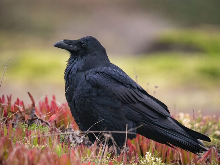 Raven Tattoo Meaning: Mystery, Odin, and Design Ideas