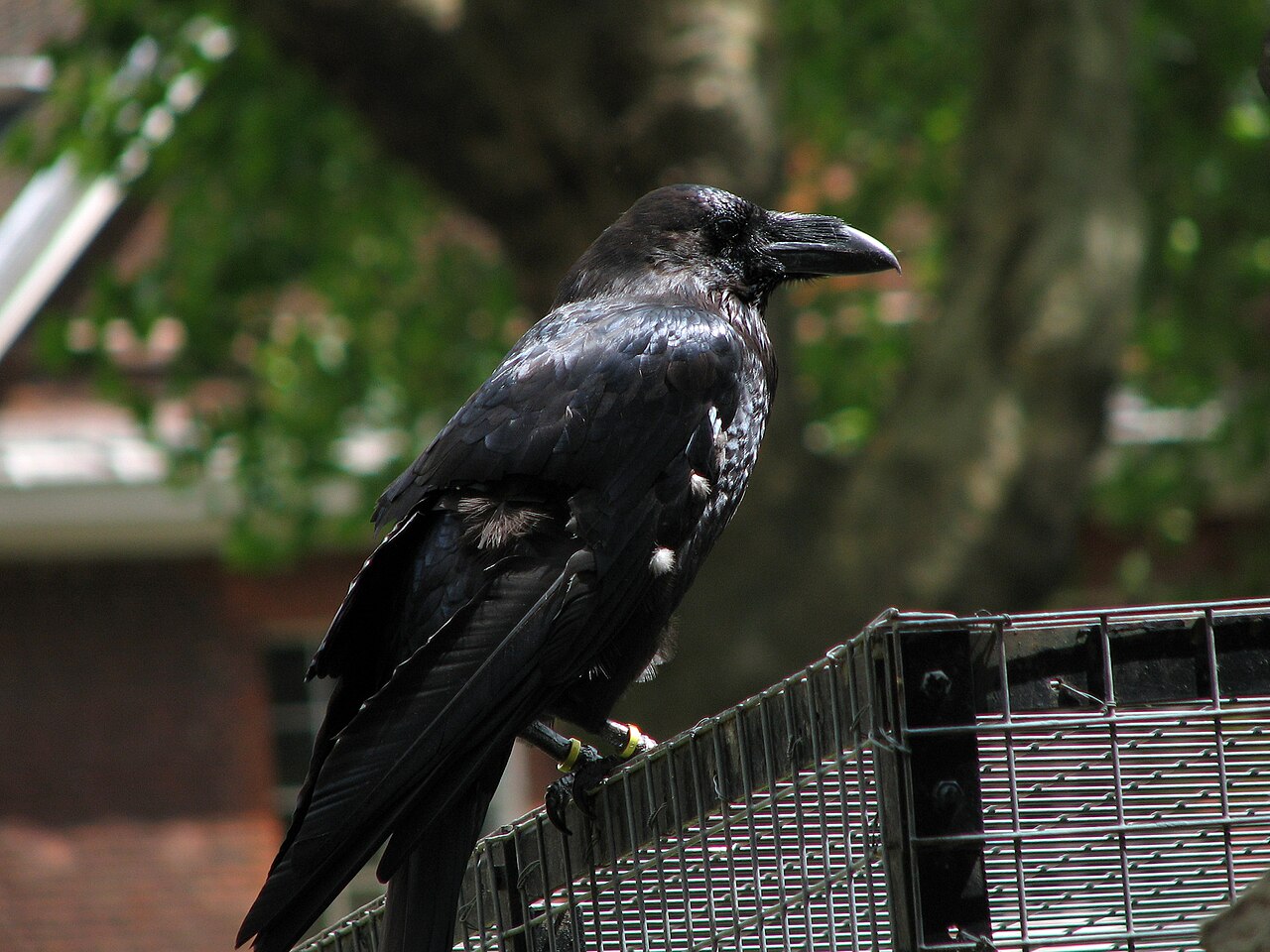 Raven at the Tower of London, guardian birds kept by royal legend