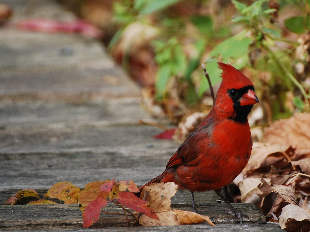 Red Bird Meaning: Symbolism by Species and What It Signals