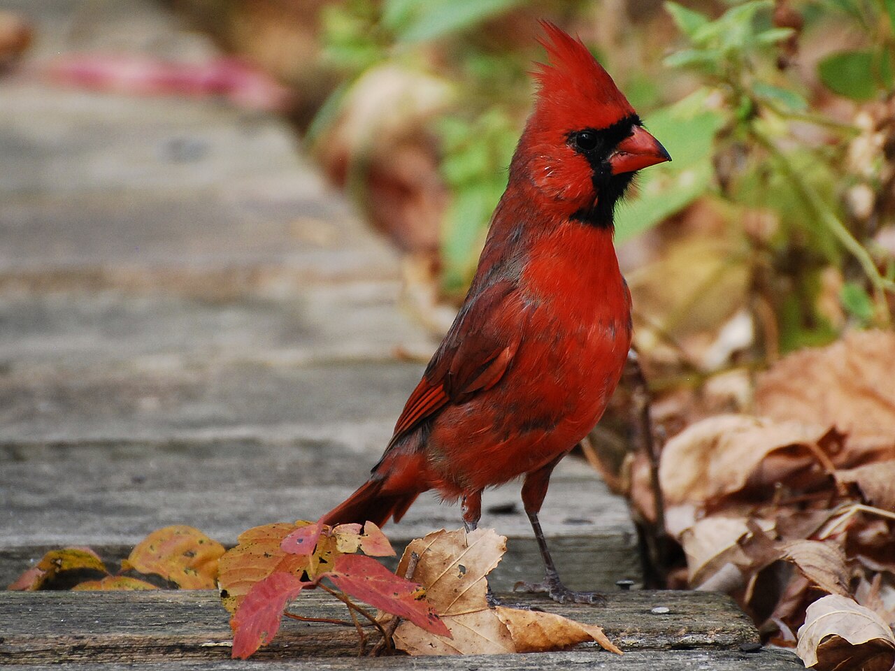 Red Bird Meaning Across Cultures