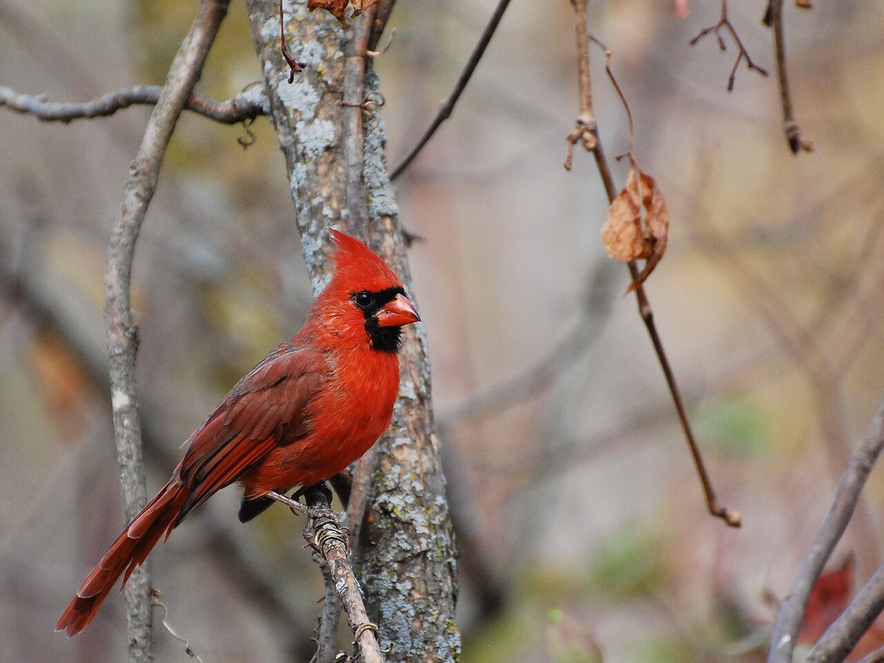 Why Red Birds Are Red