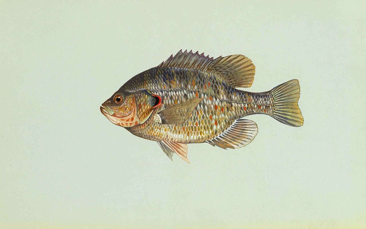 Where Redear Sunfish Live
