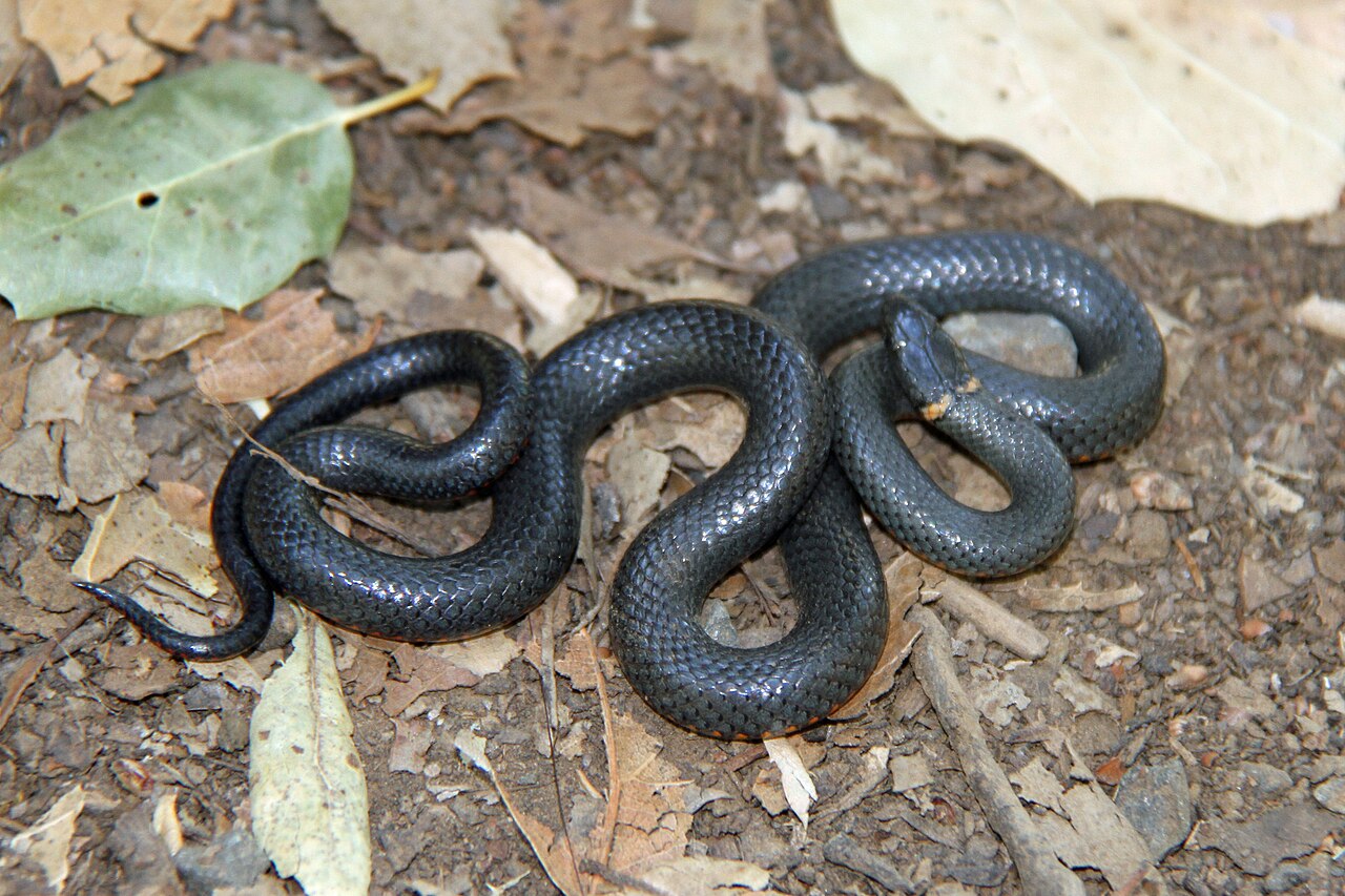 Are Ring Neck Snakes Poisonous or Venomous?