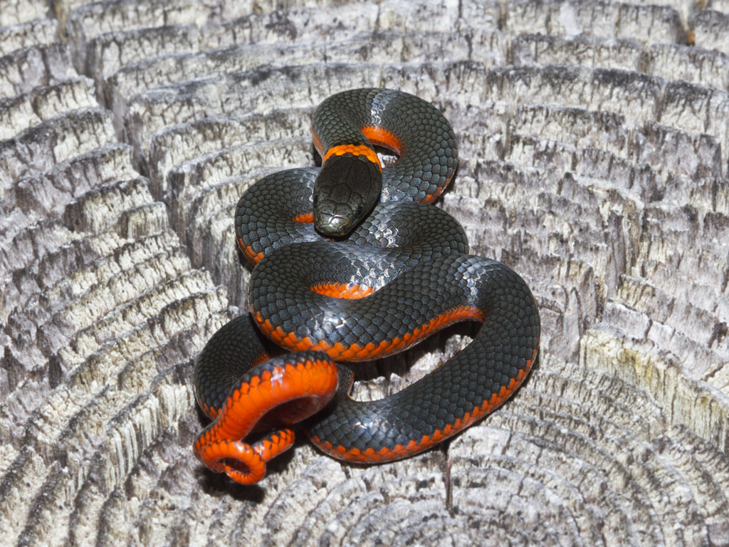 Where Ring Neck Snakes Live