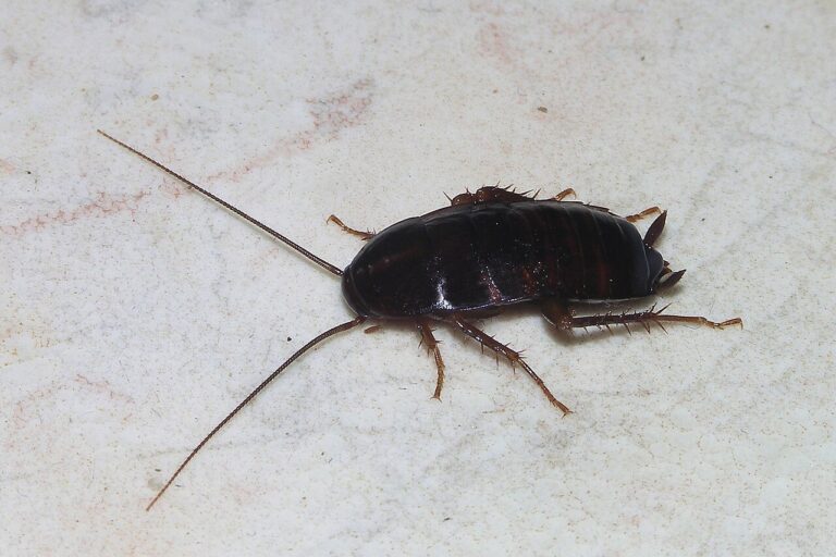 Roach Poop vs Mouse Poop: Shape, Texture, and Control