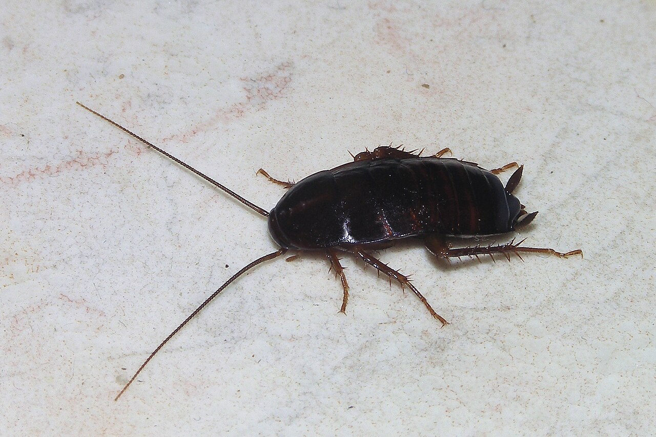 Roach Poop vs Mouse Poop: Shape, Texture, and Control