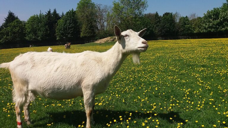 Saanen Goat: Milk Yield, Size, and Keeping Them