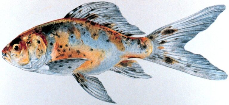 Shubunkin Goldfish: Care, Varieties, and Real Size