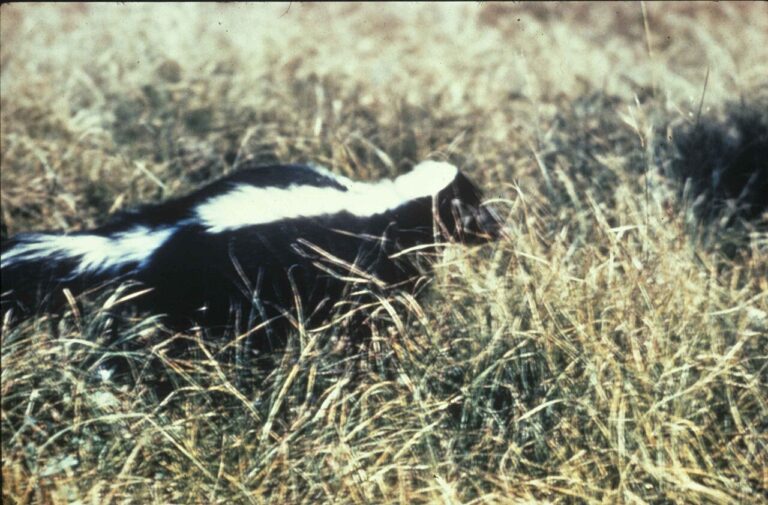 Skunk Sounds: The Warning Sequence Before Spraying