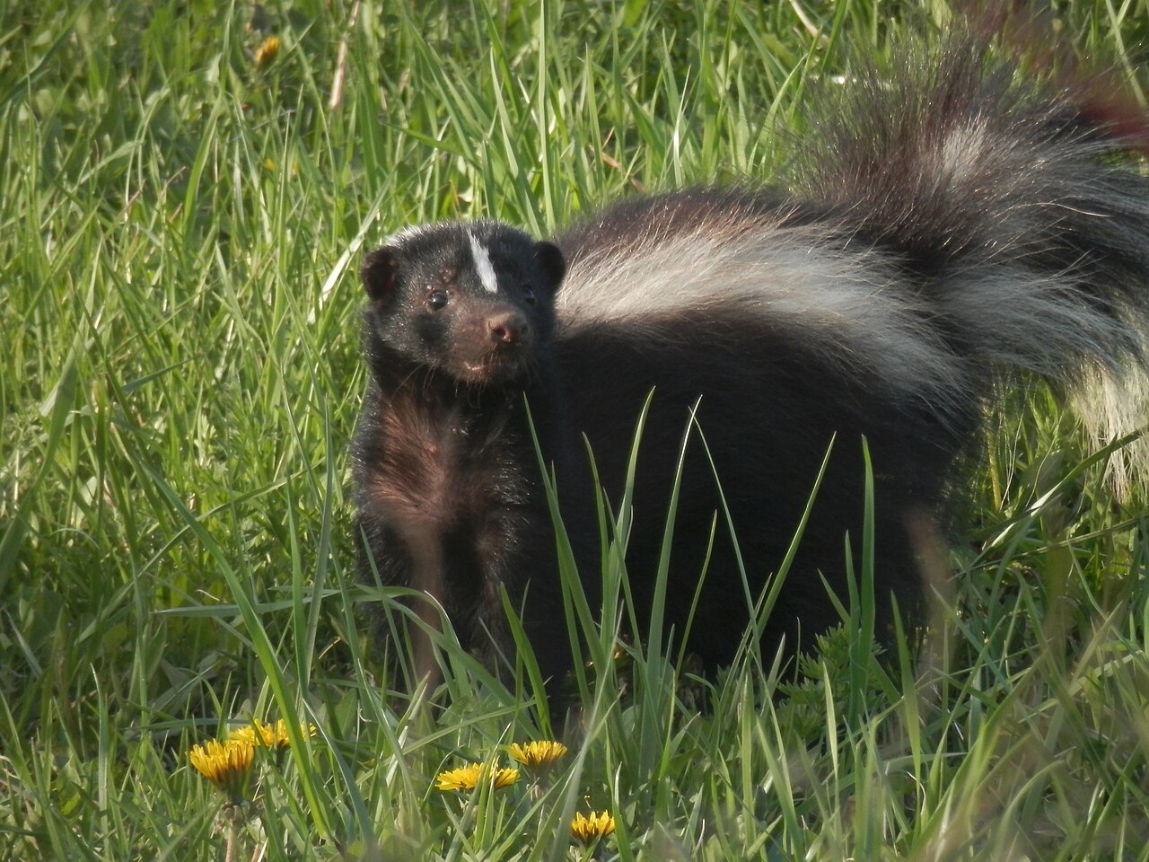 Why Skunks Warn Before Spraying